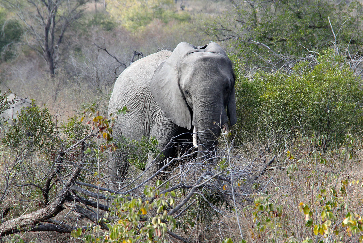 Elefantes africanos são lindos, mas intimidam bastante