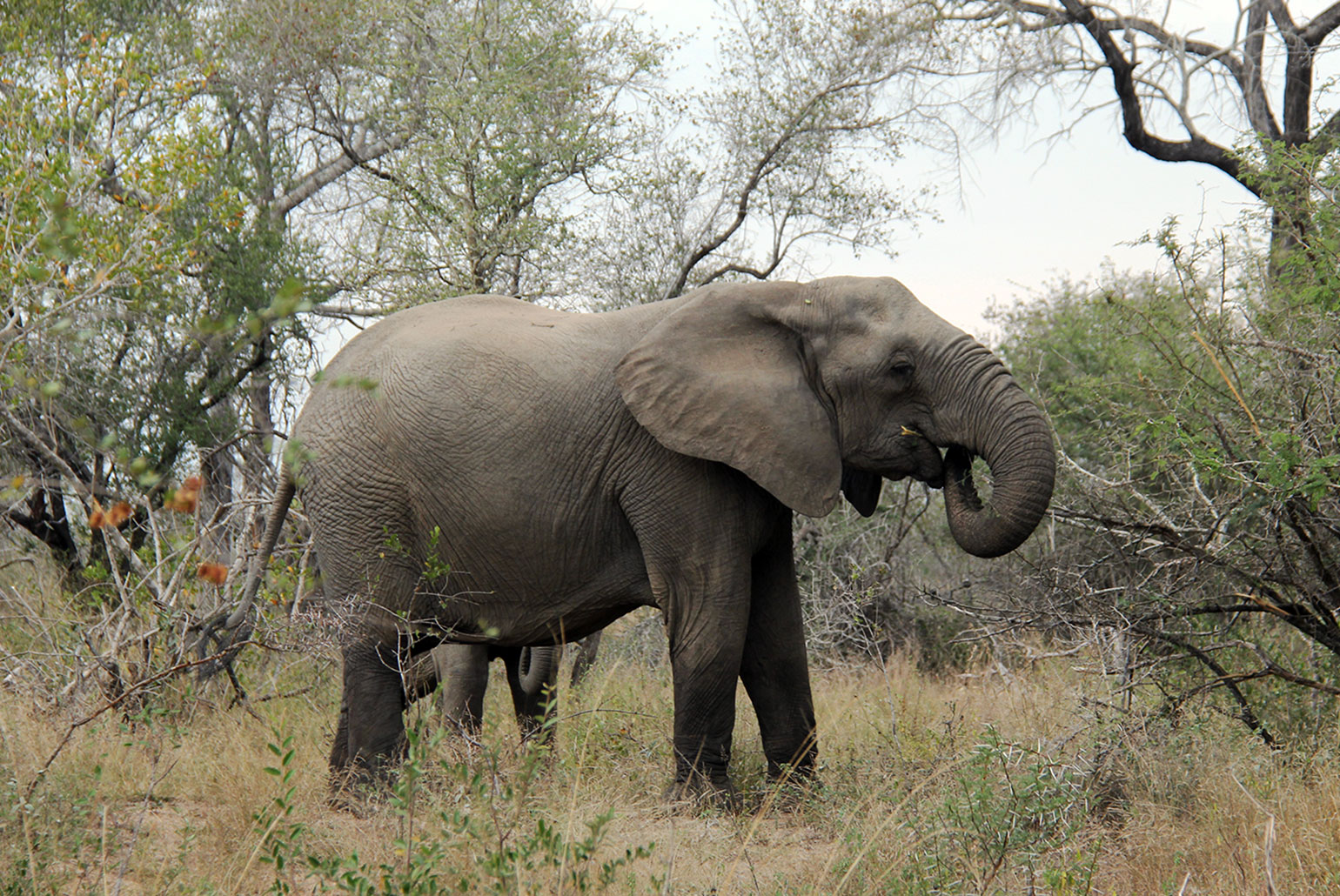Estima-se em torno de 20 mil o número de elefantes no Kruger