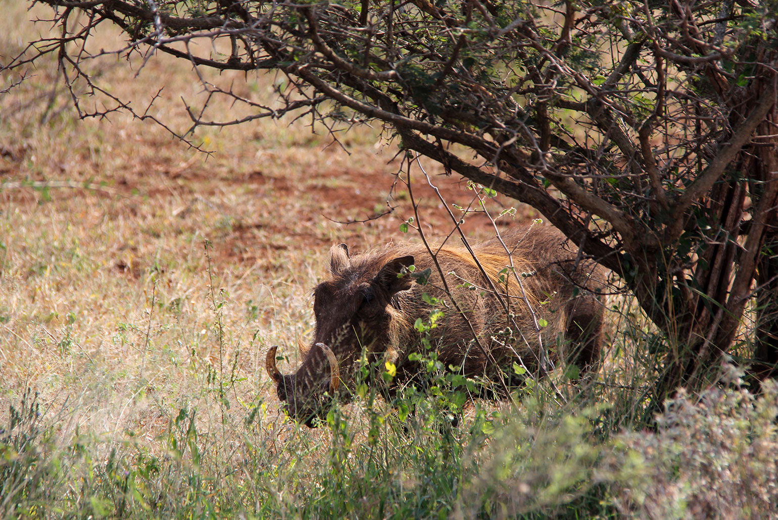 Este é o javali africano ou facócero (no inglês, warthog)