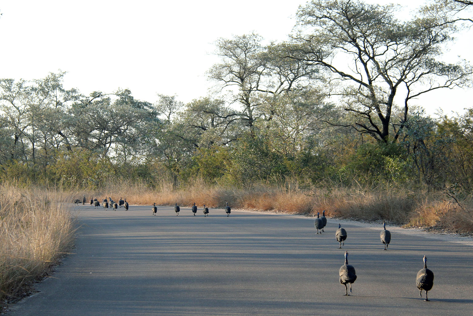 Galinha-d'angola (helmeted guineafowl no inglês) também é wild life no Kruger