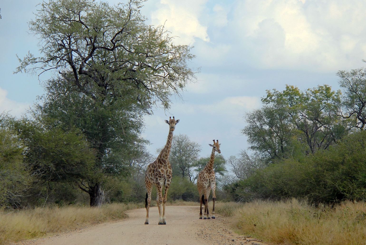 Girafas costumam andar por todos os cantos e é possível vê-las, tanto dirigindo pelas estradas asfaltadas como pelas de terra