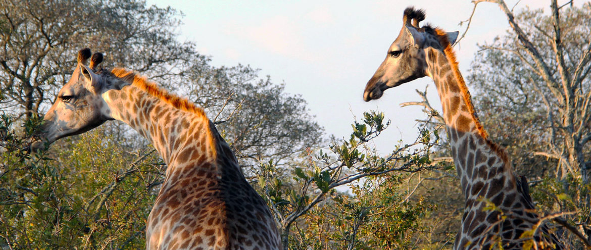 13 fatos que você precisa saber antes de encarar o self-drive safari no Kruger