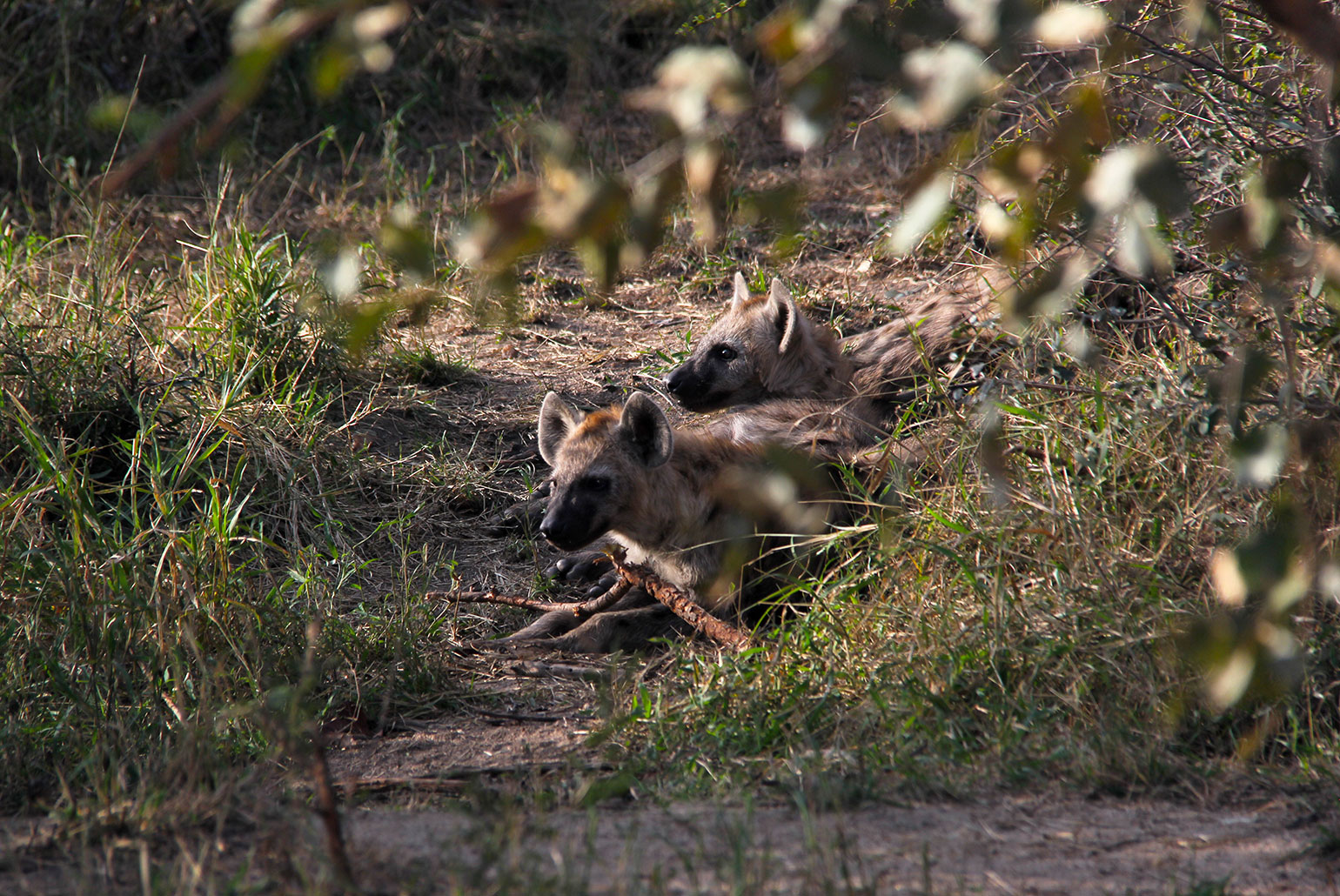 Hienas podem passar despercebidas, pois se camuflam muito na paisagem seca do inverno