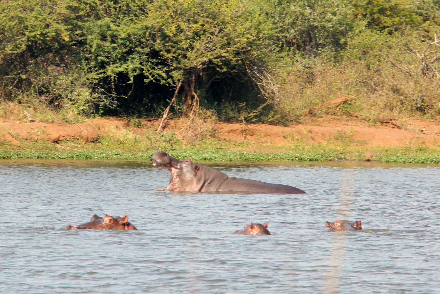 É só buscar algum lago para encontrar os sonolentos hipopótamos