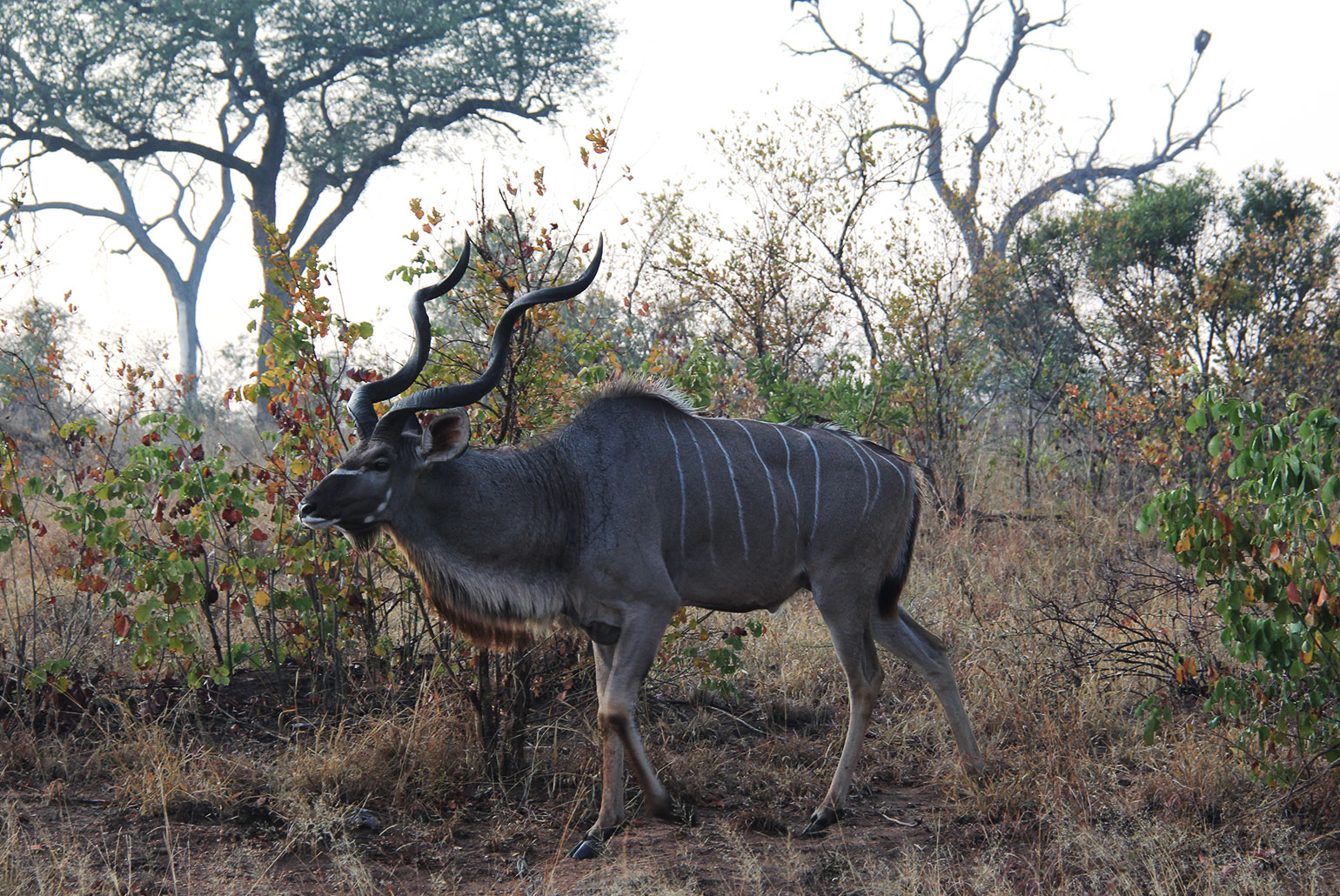 Fazer um safari é ter a chance de encontrar animais nunca vistos antes, como o cudo (kudu, no inglês)