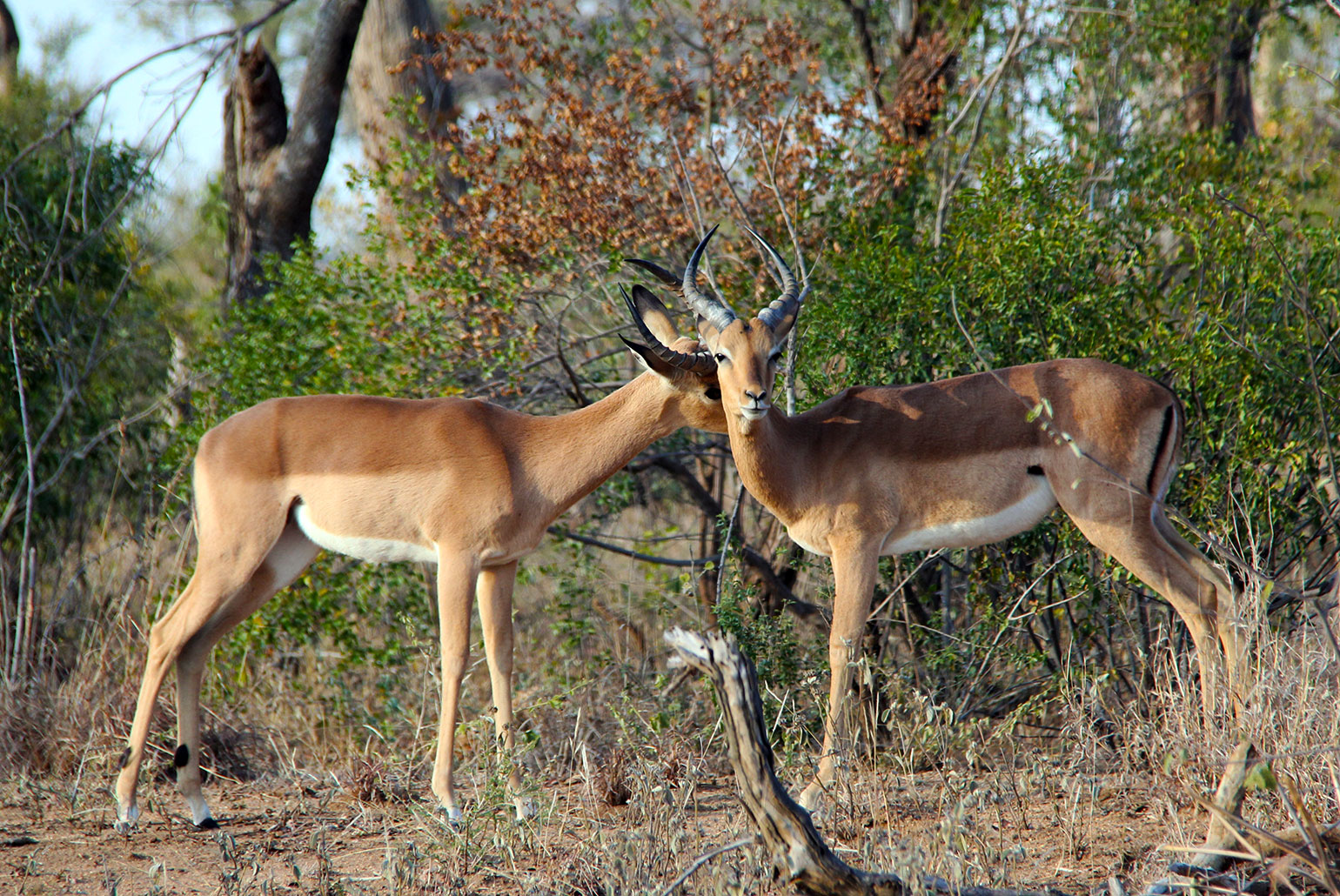 Impalas são vistos em todos os cantos, geralmente em grupos grandes