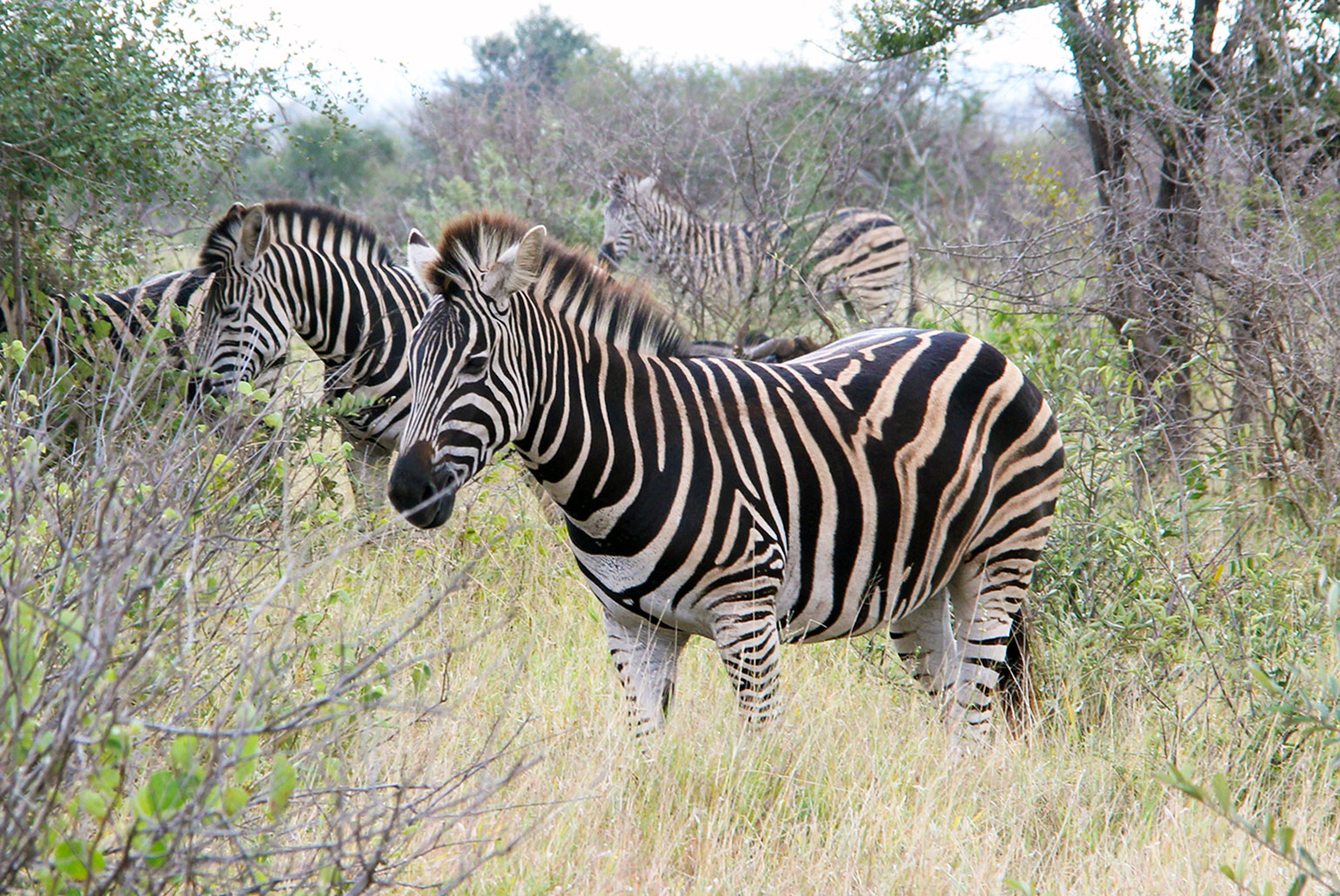 Grupos de zebras podem ser vistos com frequência